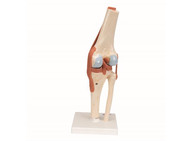 3B Functional Human Knee Joint Ligaments & Marked Cartilage