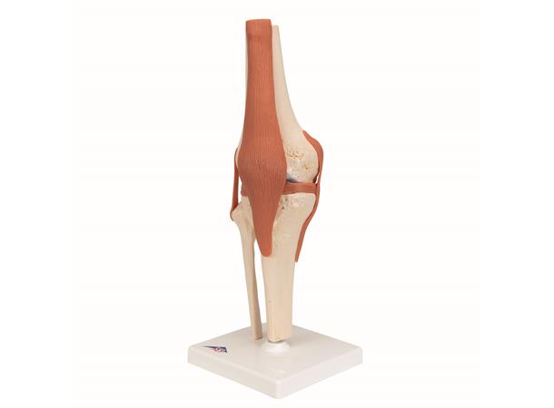 3B Functional Human Knee Joint Ligaments & Marked Cartilage