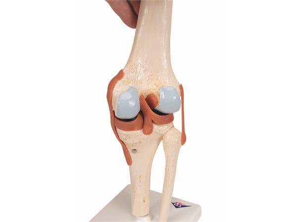 3B Functional Human Knee Joint Ligaments & Marked Cartilage