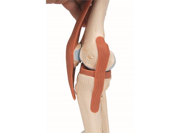 3B Functional Human Knee Joint Ligaments & Marked Cartilage