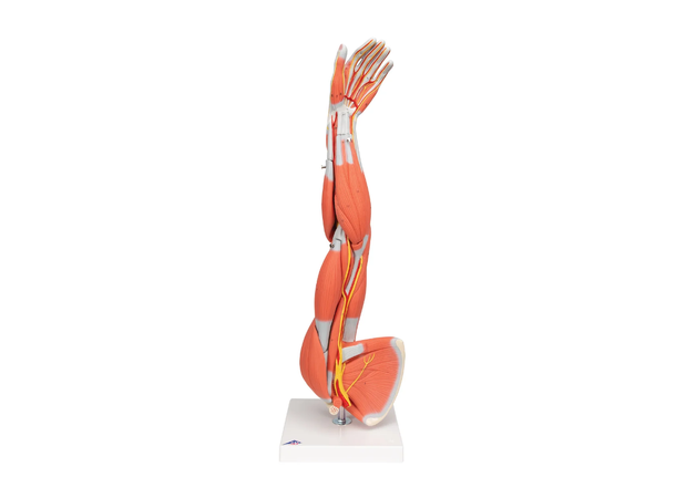 3B Arm Med Muskler 6 deler - 3/4 Life Size