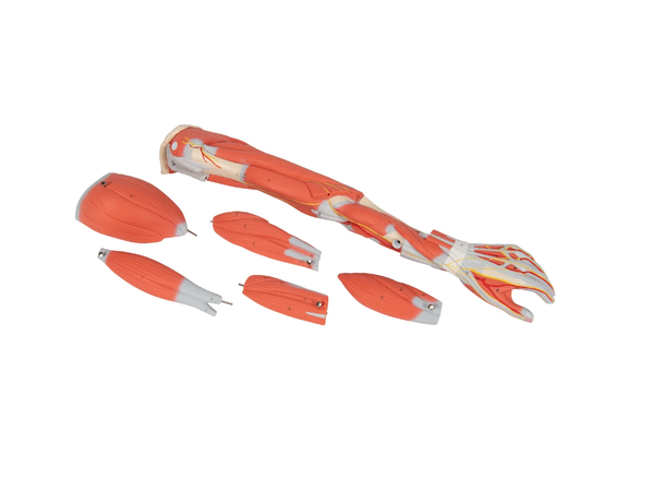 3B Arm Med Muskler 6 deler - 3/4 Life Size