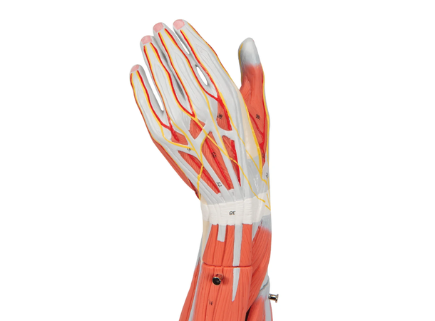 3B Arm Med Muskler 6 deler - 3/4 Life Size