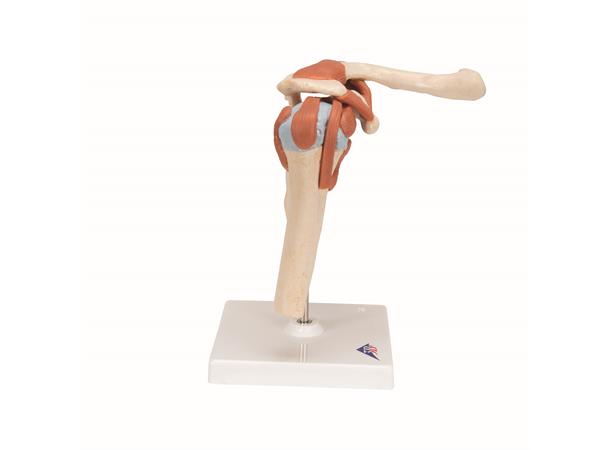 3B Deluxe Functional Shoulder Joint Physiological Movable