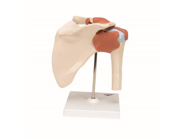 3B Deluxe Functional Shoulder Joint Physiological Movable