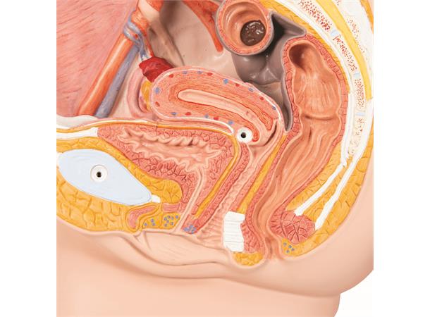 3B Female Pelvis in Median Section 2 Part