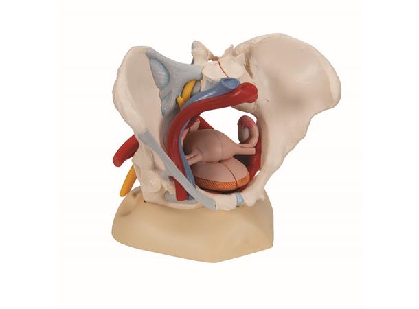 3B Human Female Pelvis