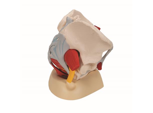 3B Human Female Pelvis