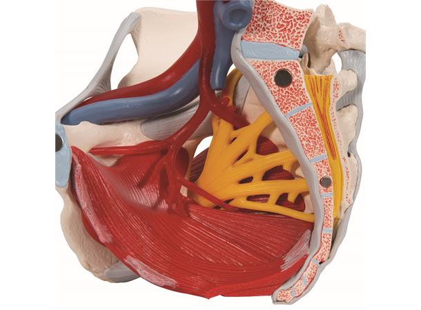 3B Human Female Pelvis