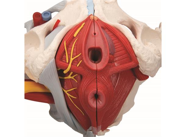 3B Human Female Pelvis