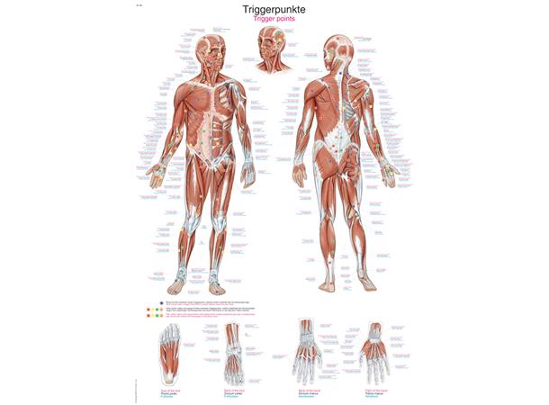 Plakat Trigger Points AL160