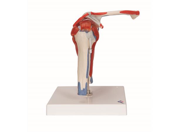 3B Shoulder Joint With Rotator Cuff 5 part