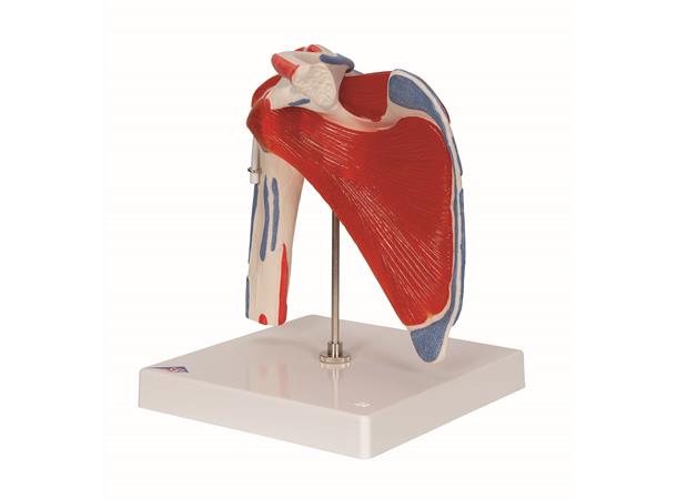 3B Shoulder Joint With Rotator Cuff 5 part