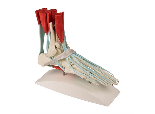 Fotskjelett Med Leddbånd 6052 På stativ