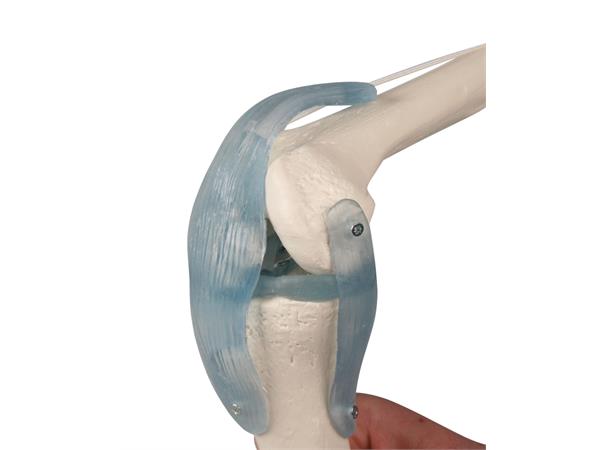 Kne m/ ligament & Stativ. Modell 4552