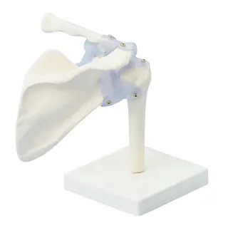 Skulder med ligament og stativ modell 4550