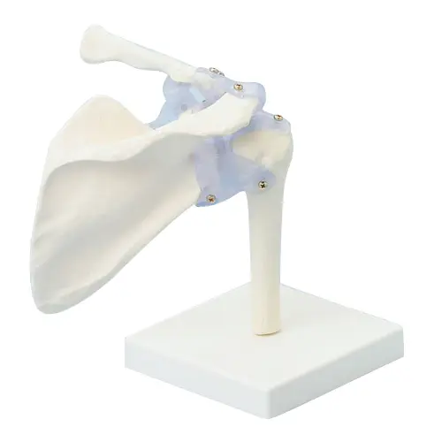Skulder med ligament og stativ modell 4550 