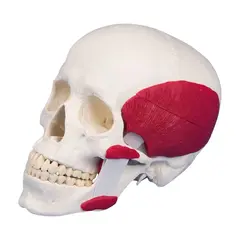 Hodeskalle m/ Tyggemuskler 4512