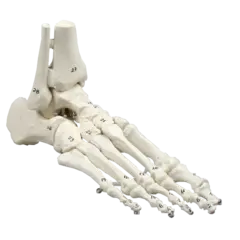 Skjelett av fot m/tibia og fibula 6057 Fleksibel og nummeret.