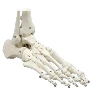 Skjelett av fot m/tibia og fibula 6057 Fleksibel og nummeret.