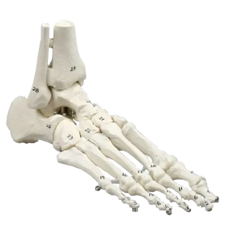 Skjelett av fot m/tibia og fibula 6057 Fleksibel og nummeret.