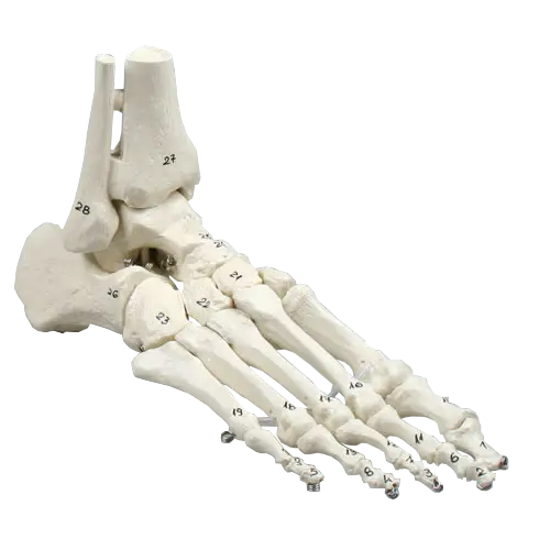 Skjelett av fot m/tibia og fibula 6057 Fleksibel og nummeret. 