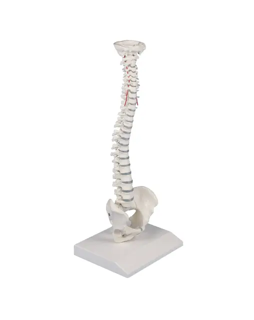 Ryggsøyle 4001 Mini m/bekken og stativ Høyde 38cm 