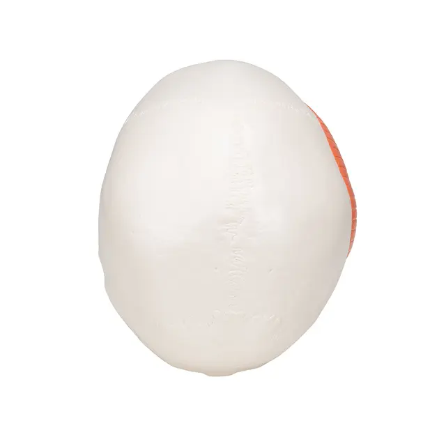 3B TMJ Hodeskalle m. tyggemuskler 2 deler 