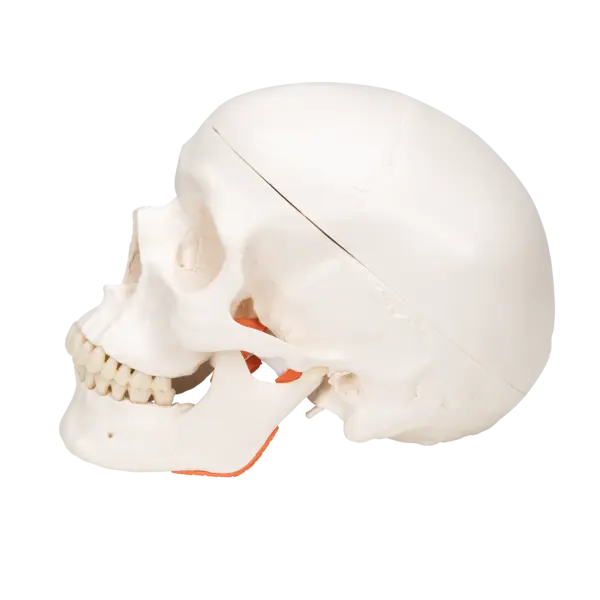 3B TMJ Hodeskalle m. tyggemuskler 2 deler 