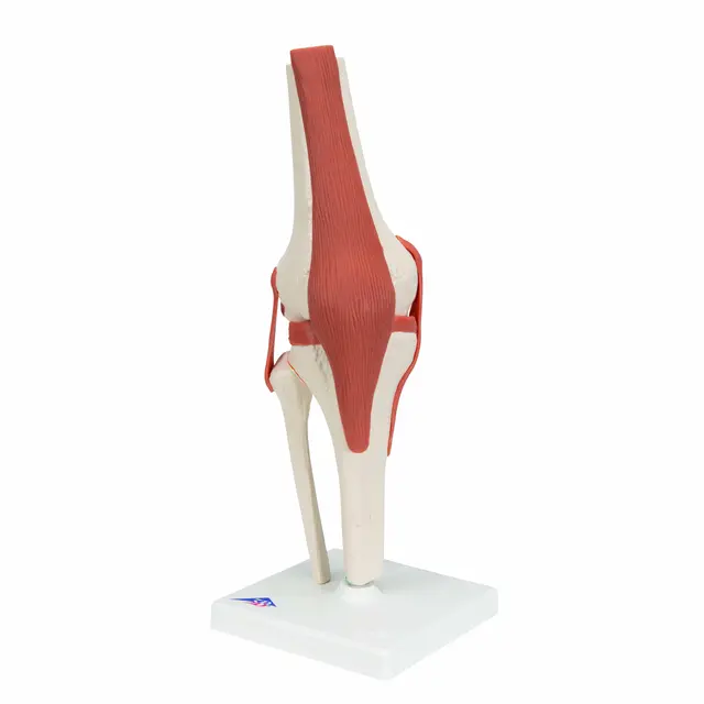 Funksjonelt Kneledd Life-Size Modell 