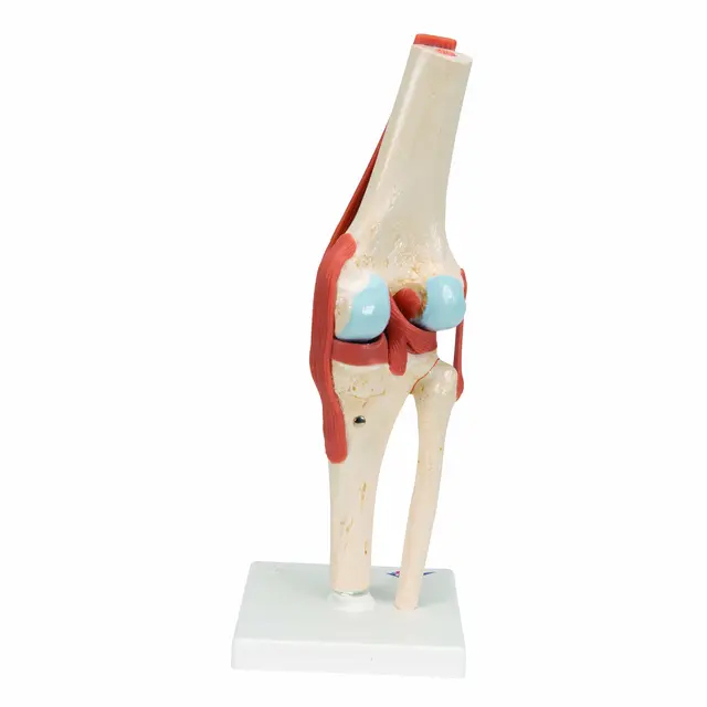 3B Functional Human Knee Joint Ligaments & Marked Cartilage 