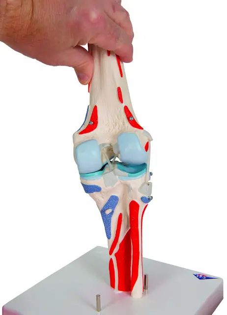 3B Knee Joint with Removable Muscles 12 parts 