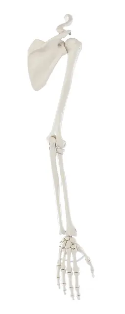Skjelett av arm m/skulder og kraveben 6016 