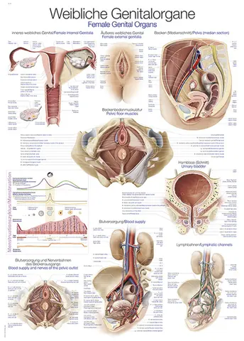 Plakat Kvinnelige Kj&#248;nnsorganer 70 x 100 cm