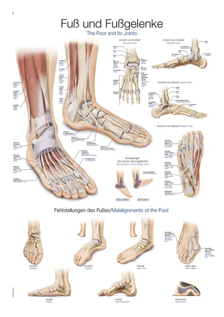 Plakat Foot and Ankle AL155 