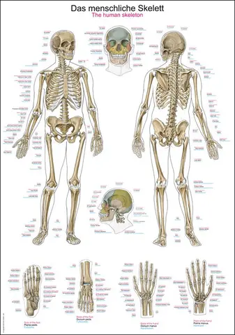 Plakat Human skeleton