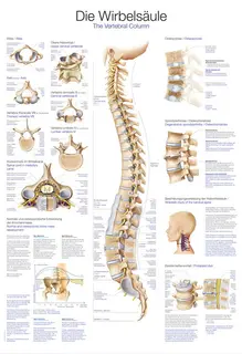 Plakat The Vertebral Column