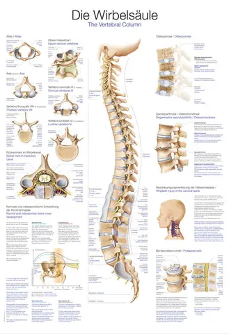 Plakat The Vertebral Column
