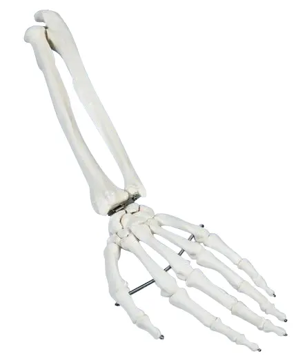 Håndskjelett med fleks. håndledd 6008 