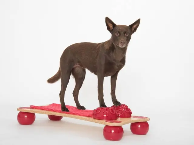 Togu Balanza Ballstep Wood w/ Red Size 89 x 43 x14 cm. Weight 5150g 