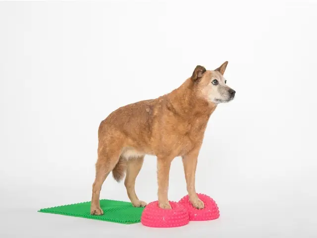 Togu Senso Balanse 16 cm 2-Pakk Lilla 