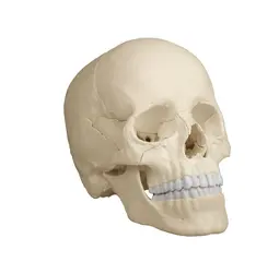 Osteopathic Hodeskalle 22 Deler I naturlig farge
