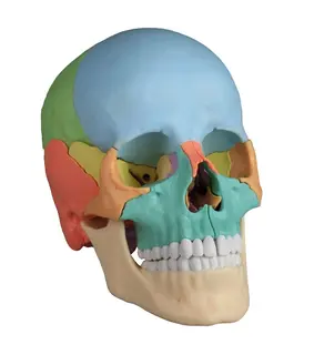 Osteopathic Hodeskalle 22 deler Didactical Versjon
