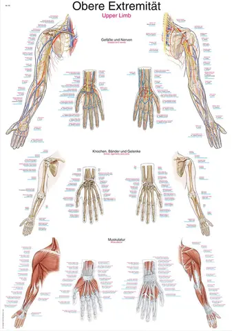 Plakat Upper Limb