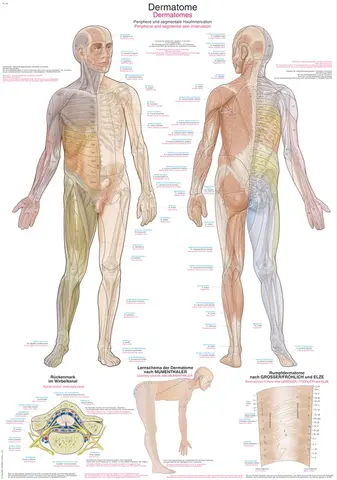 Plakat Dermatomes