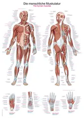 Plakat Human musculature AL100